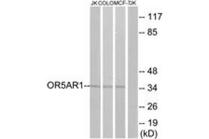 Western blot analysis of extracts from Jurkat/COLO/MCF-7 cells, using OR5AR1 Antibody. (OR5AR1 anticorps  (AA 239-288))