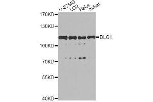 Western blot analysis of extracts of various cell lines, using DLG1 antibody (ABIN5996451) at 1/1000 dilution. (DLG1 anticorps)