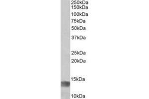 Staining of Human Glioma lysate using MIA Antibody at 1 µg/ml (35µg protein in RIPA buffer). (MIA anticorps  (Internal Region))