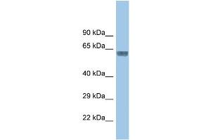 WB Suggested Anti-Glra3 Antibody   Titration: 1. (GLRA3 anticorps  (Middle Region))