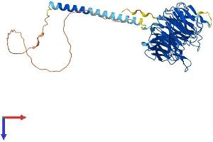 AlphaFold protein structure predicition of Human Recombinant RRP9 Protein, UniprotID O43818