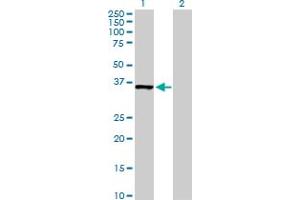 Western Blot analysis of MDH1 expression in transfected 293T cell line by MDH1 MaxPab polyclonal antibody.