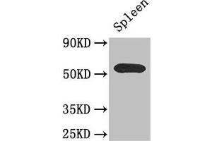 Western Blot Positive WB detected in: Mouse spleen tissue All lanes: C16orf1 antibody at 2. (ZDHHC1 anticorps  (AA 283-389))