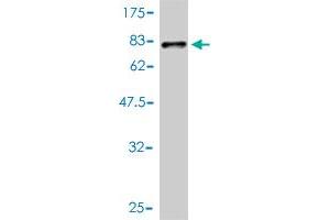 Western Blot detection against Immunogen (75.