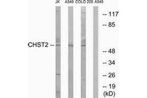 Western Blotting (WB) image for anti-Carbohydrate (N-Acetylglucosamine-6-O) Sulfotransferase 2 (CHST2) (AA 1-50) antibody (ABIN2890182) (CHST2 anticorps  (AA 1-50))