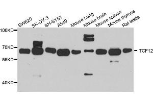 Western blot analysis of extract of various cells, using TCF12 antibody.