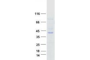 Validation with Western Blot
