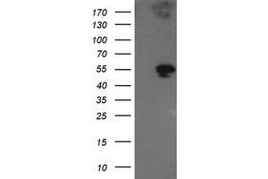 Image no. 1 for anti-Golgin, RAB6-Interacting (GORAB) (AA 35-394) antibody (ABIN1491439) (GORAB anticorps  (AA 35-394))