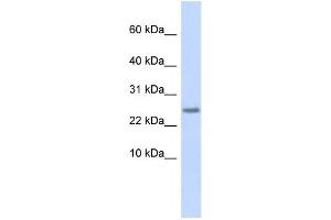 Western Blotting (WB) image for anti-Cystatin 9 (Testatin) (CST9) antibody (ABIN2458862) (CST9 anticorps)