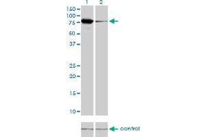 Western Blotting (WB) image for anti-Mitofusin 2 (MFN2) (AA 661-758) antibody (ABIN599102) (MFN2 anticorps  (AA 661-758))