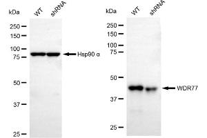 Western blotting analysis using WDR77 antibody (ABIN7800856).