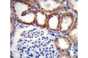 SDHD antibody immunohistochemistry analysis in formalin fixed and paraffin embedded human kidney tissue.