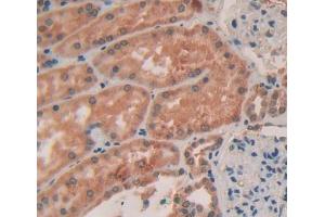 IHC-P analysis of kidney tissue, with DAB staining. (Col4a4 anticorps  (AA 1469-1690))
