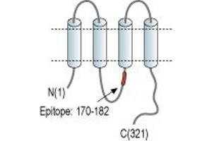 Representative domain view of the target of ABIN7885028.
