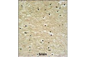Antibody (Center) (ABIN651429 and ABIN2840235) IHC analysis in formalin fixed and paraffin embedded human brain tissue followed by peroxidase conjugation of the secondary antibody and DAB staining.