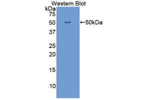 Western Blotting (WB) image for anti-Interferon alpha (IFNA) (AA 23-187) antibody (ABIN1859255) (IFNA anticorps  (AA 23-187))