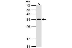 WB Image Sample (30 ug of whole cell lysate) A: H1299 12% SDS PAGE antibody diluted at 1:1000