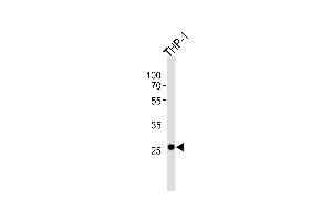 Western blot analysis of lysate from THP-1 cell line, using NDUFS3 Antibody (C-term) (ABIN6243369 and ABIN6577514).