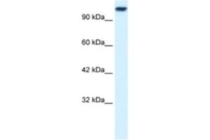 Western Blotting (WB) image for anti-Kinesin Family Member 3C (KIF3C) antibody (ABIN2460835) (KIF3C anticorps)