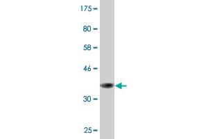 Western Blot detection against Immunogen (36.
