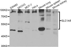 Western blot analysis of extracts of various cell lines, using SLC1A5 antibody. (SLC1A5 anticorps)
