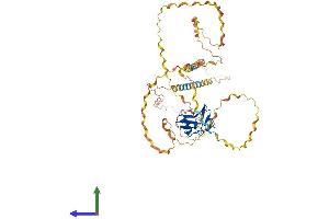 AlphaFold protein structure predicition of Mouse Recombinant Marco Protein, UniprotID Q60754