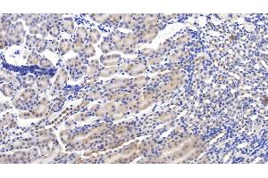 Detection of C1INH in Mouse Kidney Tissue using Polyclonal Antibody to Complement 1 Inhibitor (C1INH) (SERPING1 anticorps  (AA 397-495))