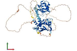AlphaFold protein structure predicition of Mouse Recombinant Smad4 Protein, UniprotID P97471