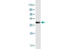 Western Blot detection against Immunogen (36.