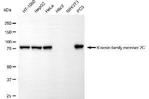 Western blotting analysis using kinesin family member 2C antibody (ABIN7799205). (Recombinant KIF2C anticorps)