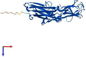 AlphaFold protein structure predicition of Mouse Recombinant Fam78b Protein, UniprotID Q8BQN5