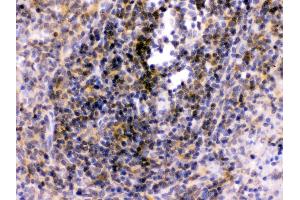 Anti-TLR7 antibody, IHC(P) IHC(P): Rat Spleen Tissue