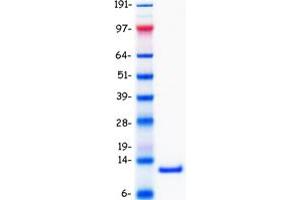 Validation with Western Blot