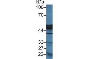 Western Blot; Sample: Mouse Pancreas lysate; Primary Ab: 2µg/ml Rabbit Anti-Rat CPA1 Antibody Second Ab: 0.
