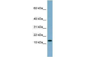 WB Suggested Anti-RPS27L  Antibody Titration: 0.