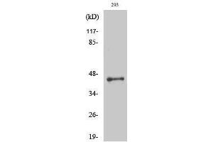 Western Blotting (WB) image for anti-LUC7-Like 2 (LUC7L2) (Internal Region) antibody (ABIN3185422) (LUC7L2 anticorps  (Internal Region))