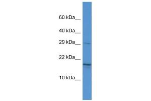Host: Rabbit Target Name: HN1 Sample Type: Hela Whole Cell lysates Antibody Dilution: 1. (HN1 anticorps  (Middle Region))