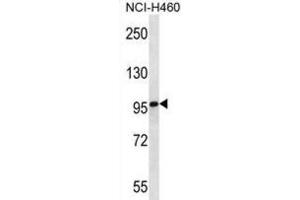 Western Blotting (WB) image for anti-Multimerin 2 (MMRN2) antibody (ABIN2997102) (MMRN2 anticorps)