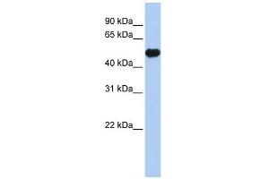 KCNJ12 antibody used at 1 ug/ml to detect target protein. (Kir2.2 anticorps  (Middle Region))