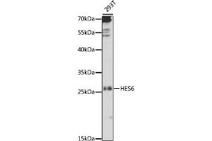 Western blot analysis of extracts of 293T cells, using HES6 antibody (ABIN7267561) at 1:1000 dilution.
