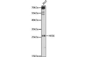 Western blot analysis of extracts of 293T cells, using HES6 antibody (ABIN7267561) at 1:1000 dilution. (HES6 anticorps  (AA 1-224))