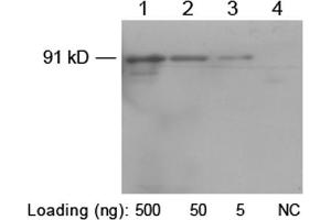 Western blot analysis of His-fusion protein (MW~91 kD) using 1 µg/mL Rabbit Anti-His-tag Polyclonal Antibody (ABIN398410) Lane 1-3: C-terminal His-fusion protein pfu-HisLane 4: Negative E.