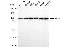 Western blotting analysis using NKRF antibody (ABIN7799591).