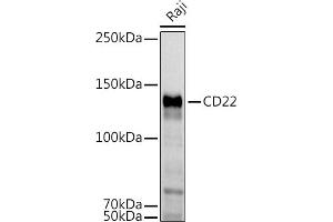 Western blot analysis of extracts of Raji cells, using CD22 antibody (ABIN6131253, ABIN6138143, ABIN6138144 and ABIN6221471) at 1:1000 dilution. (CD22 anticorps  (AA 708-847))