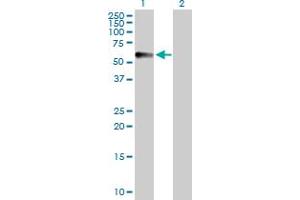 Western Blot analysis of CPVL expression in transfected 293T cell line by CPVL MaxPab polyclonal antibody. (CPVL anticorps  (AA 1-476))