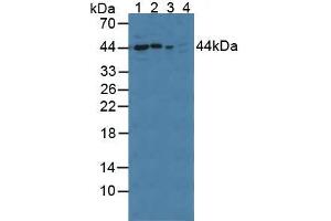 Western blot analysis of (1) Rat Serum, (2) Rat Brain Tissue, (3) Mouse Brain Tissue and (4) Human A549 Cells. (PPID anticorps  (AA 7-191))
