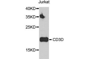 Western blot analysis of Jurkat cell and HUT-78 cell lysate using CD3D antibody.