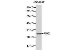 Western Blotting (WB) image for anti-Proteasome (Prosome, Macropain) Assembly Chaperone 2 (PSMG2) antibody (ABIN1874401) (PSMG2 anticorps)