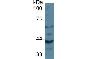 Western blot analysis of Mouse Kidney lysate, using Mouse GRN Antibody (2 µg/ml) and HRP-conjugated Goat Anti-Rabbit antibody (