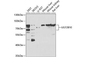 Western blot analysis of extracts of various cell lines, using UGT2B10 antibody (ABIN6128888, ABIN6149901, ABIN6149902 and ABIN6223477) at 1:1000 dilution. (UGT2B10 anticorps  (AA 20-280))